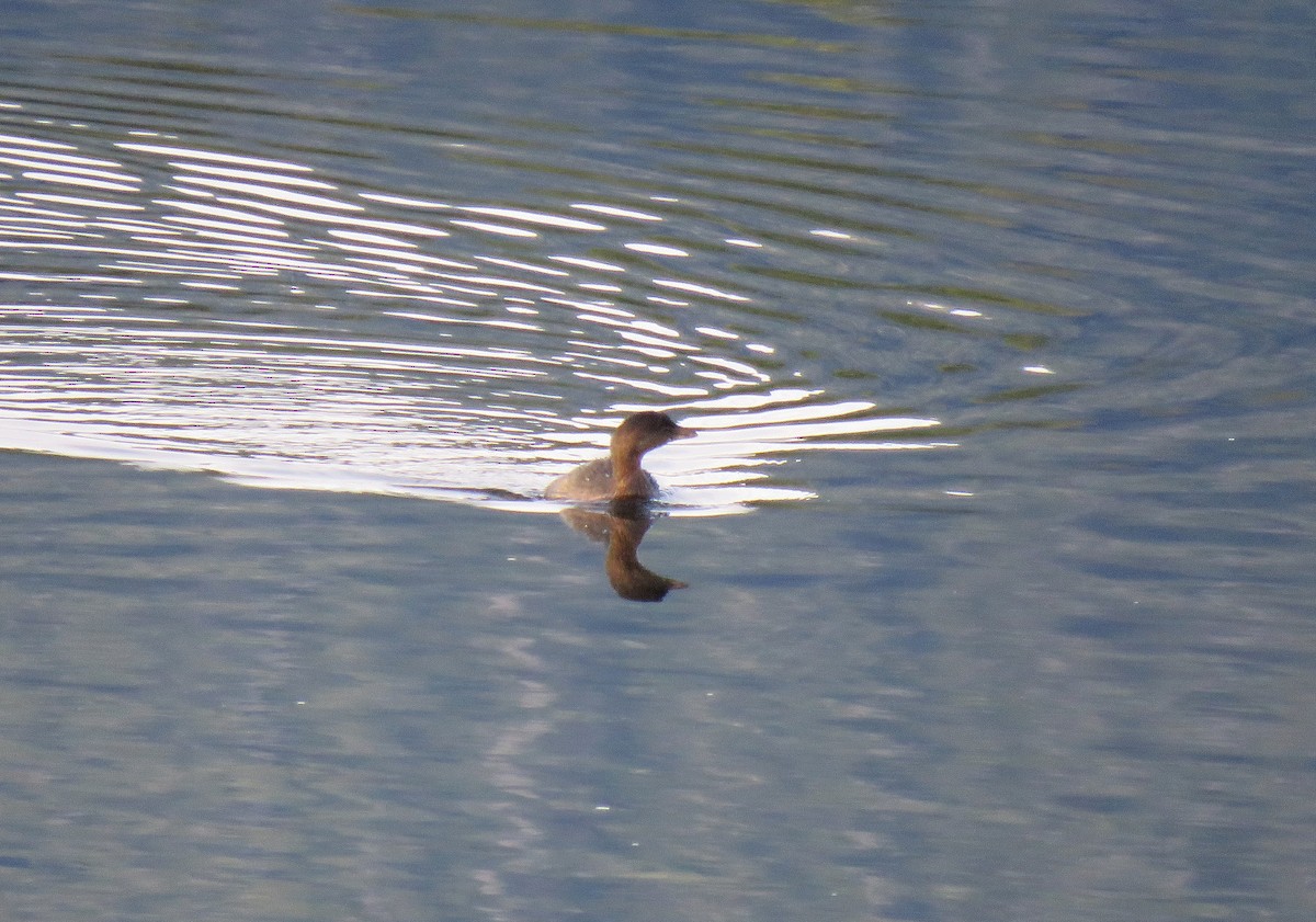 Pied-billed Grebe - ML646074947