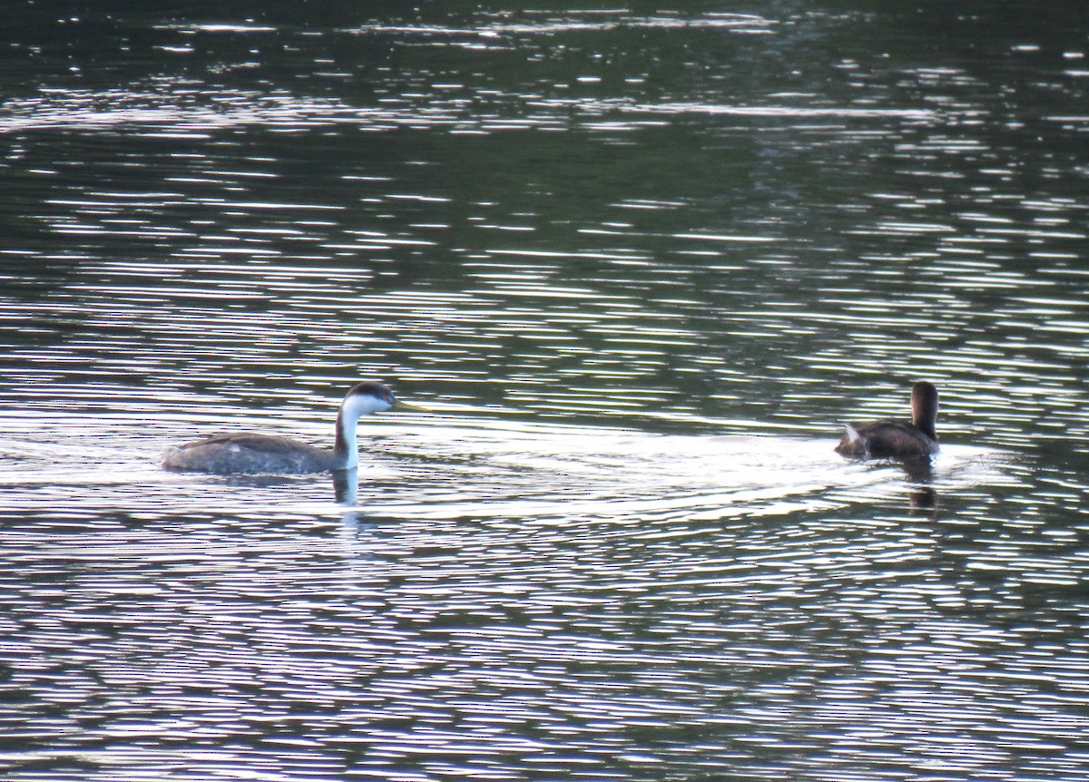 Pied-billed Grebe - ML646074949