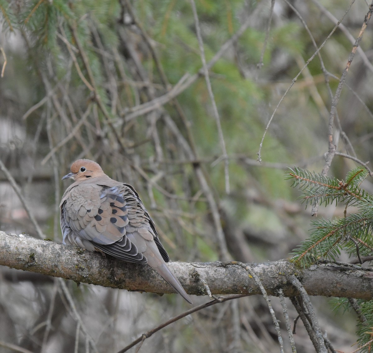 Mourning Dove - ML646074953