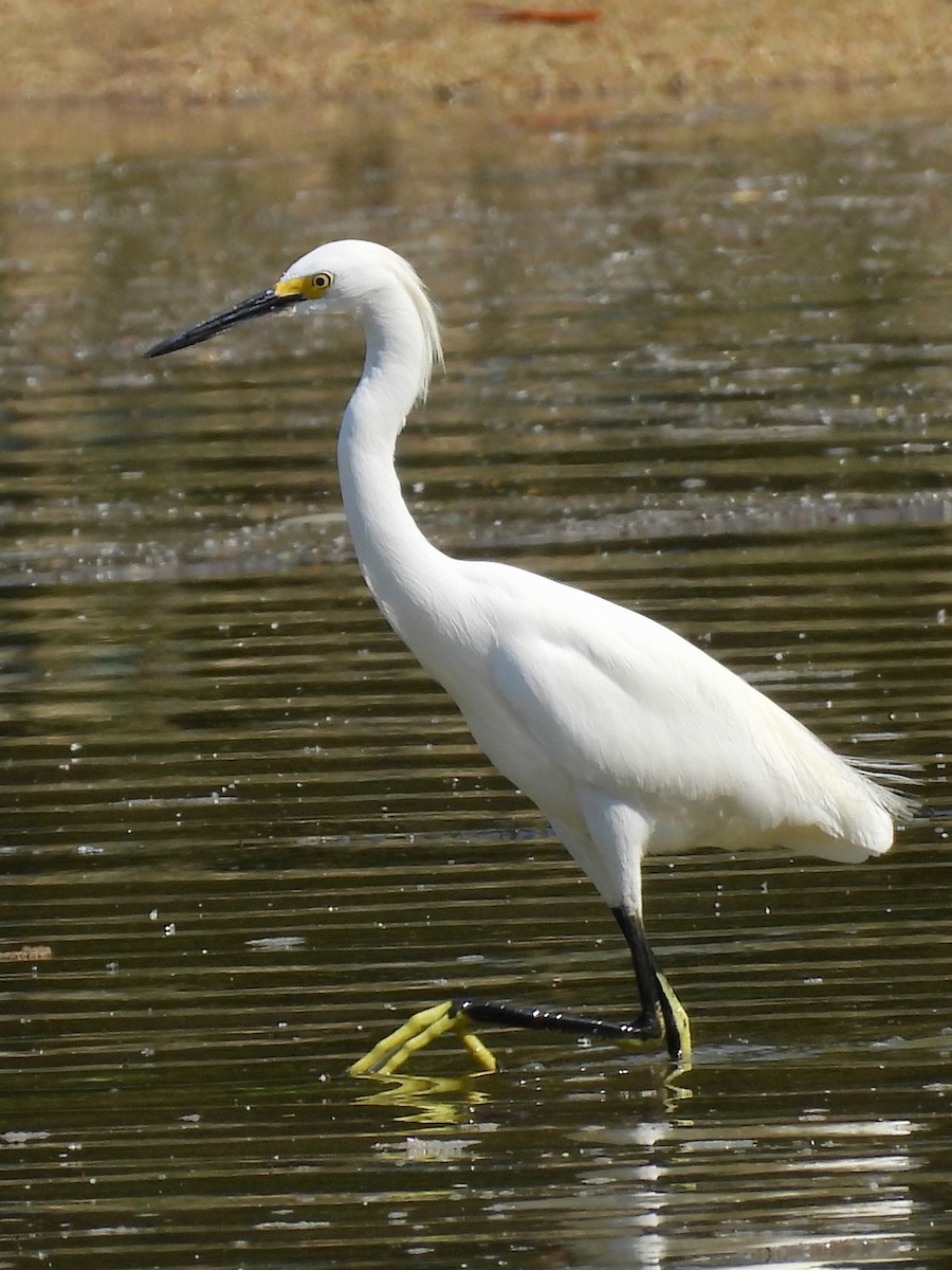 Snowy Egret - ML646074954