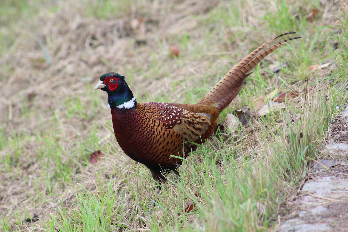 Ring-necked Pheasant - ML646074955