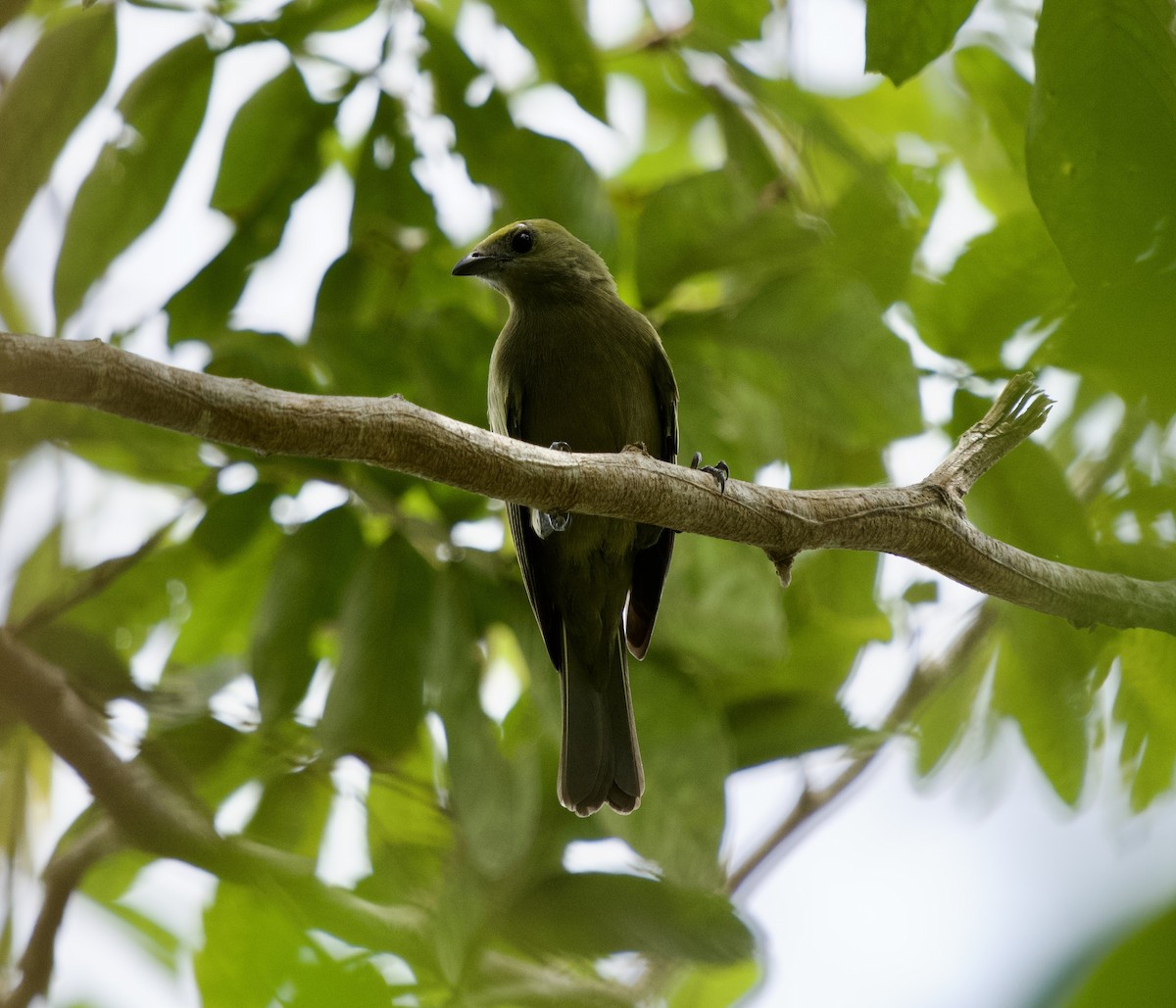 Palm Tanager - ML646074957