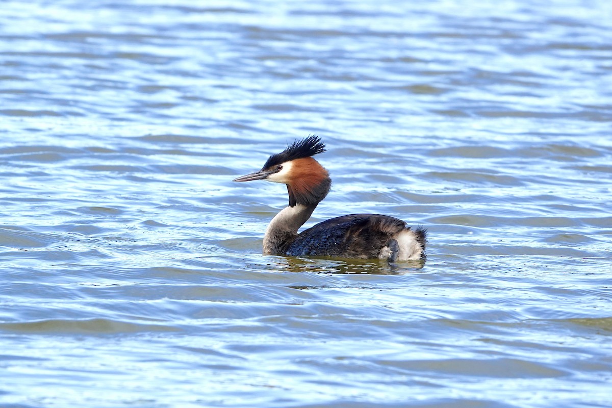 Great Crested Grebe - ML646074958