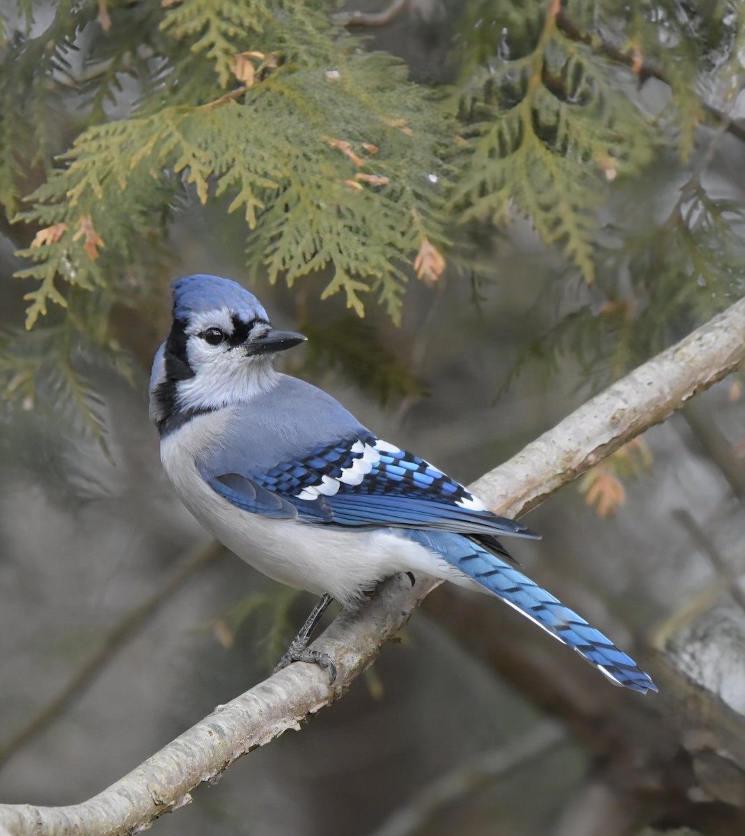 Blue Jay - ML646074959