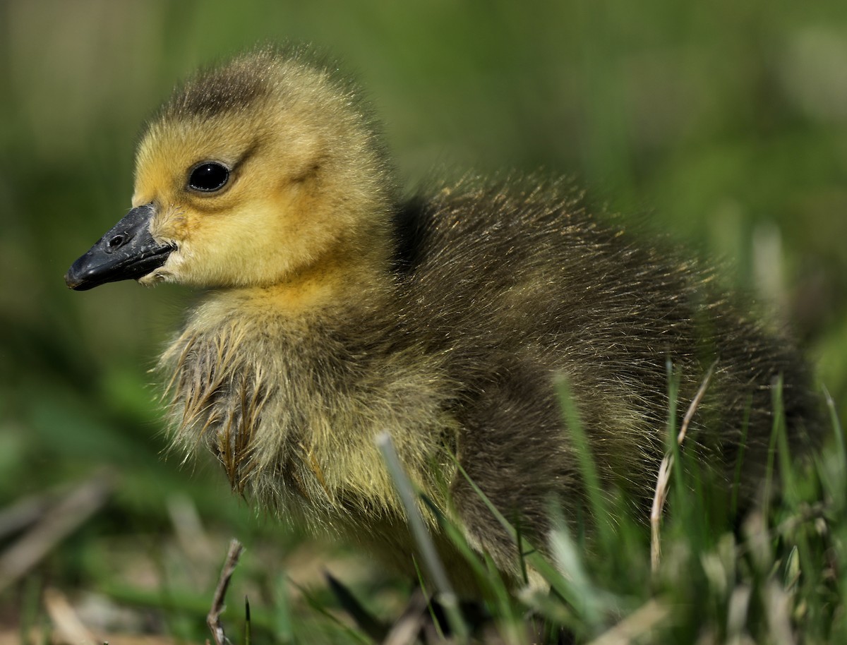 Canada Goose - ML646074964