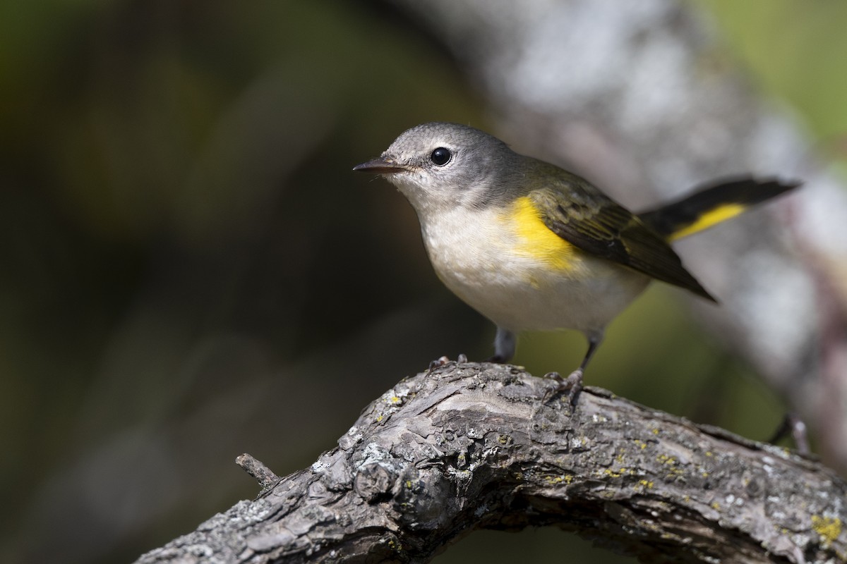 סבכון חכלילי - ML646074968