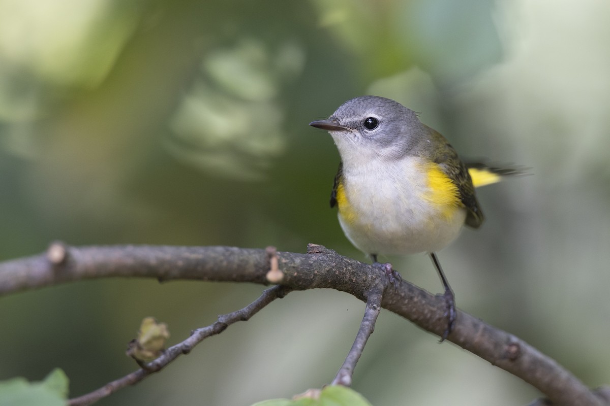 סבכון חכלילי - ML646074969