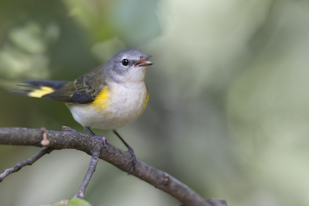 סבכון חכלילי - ML646074970