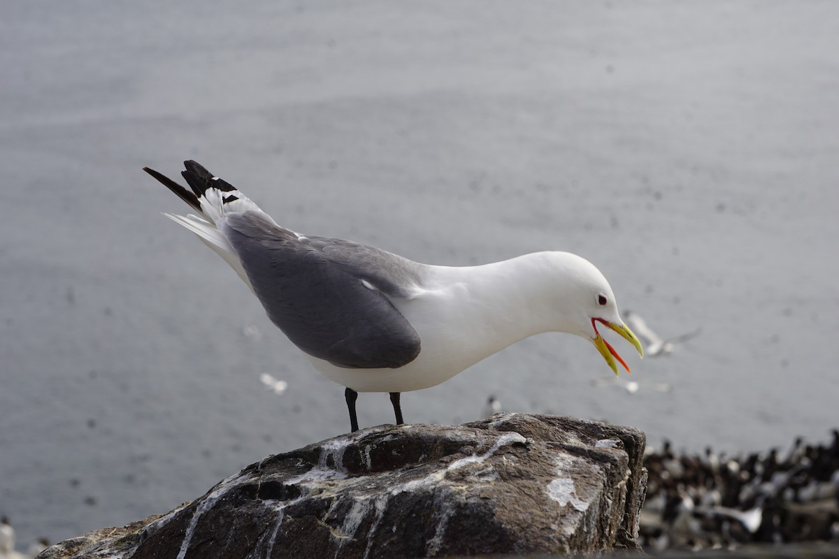 Моевка - ML646074971