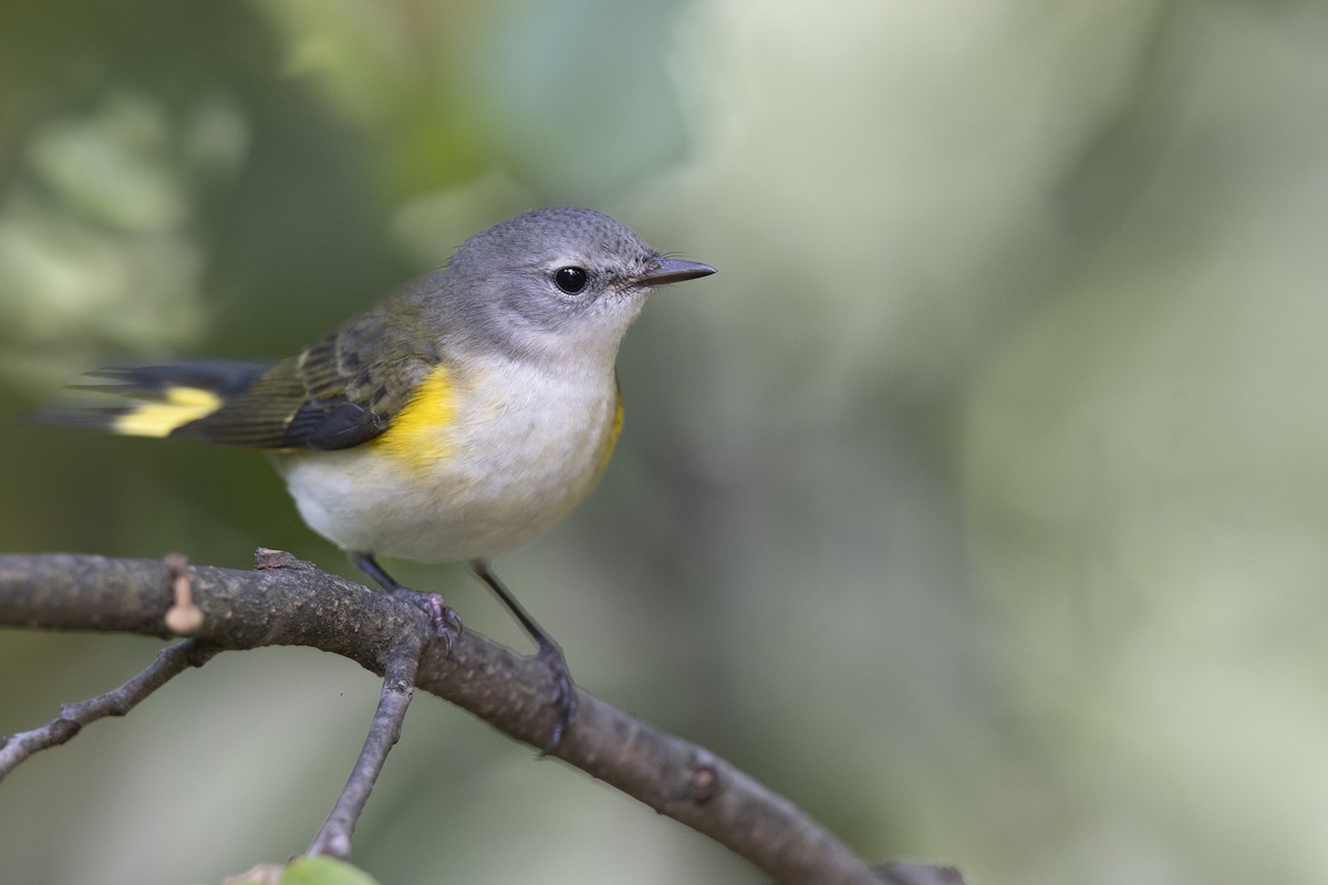 סבכון חכלילי - ML646074972