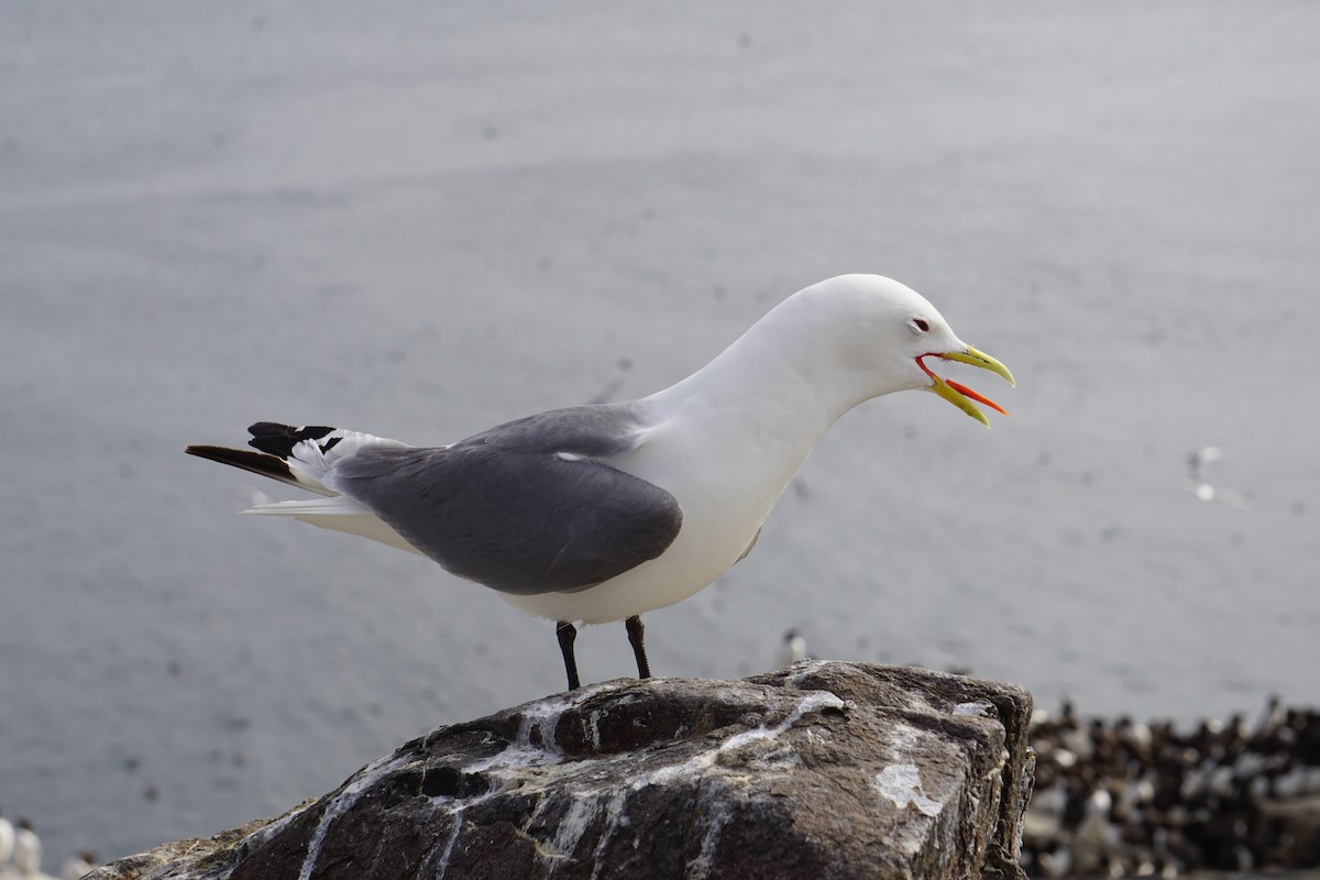 Моевка - ML646074973