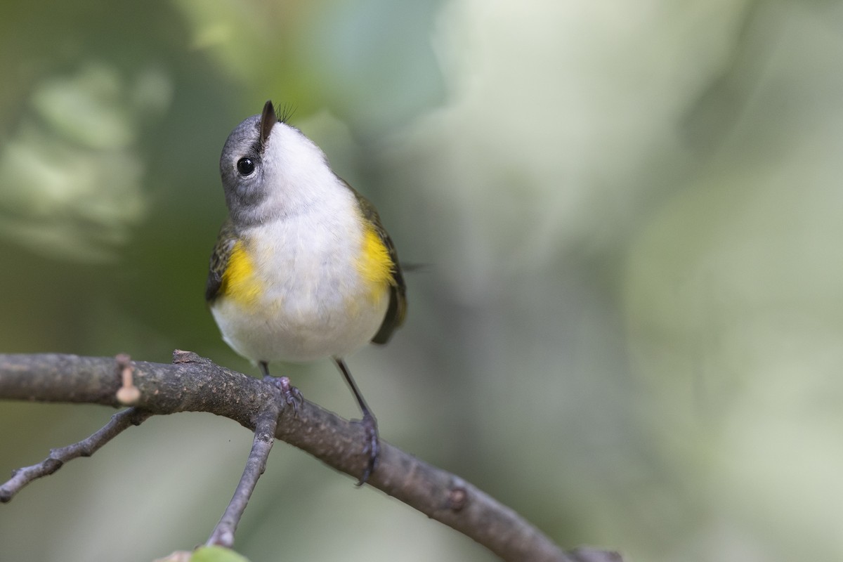 סבכון חכלילי - ML646074974