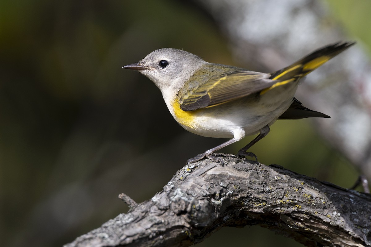 סבכון חכלילי - ML646074975