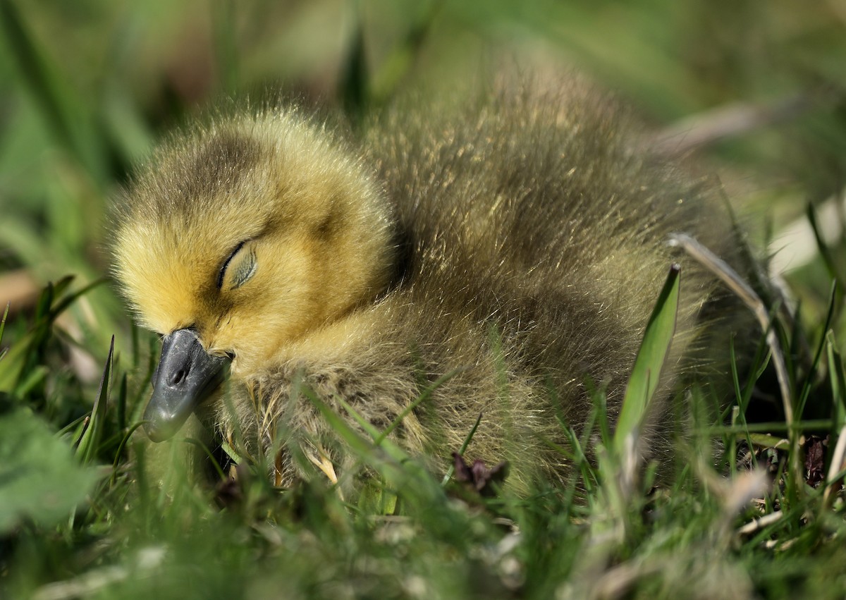 Canada Goose - ML646074977