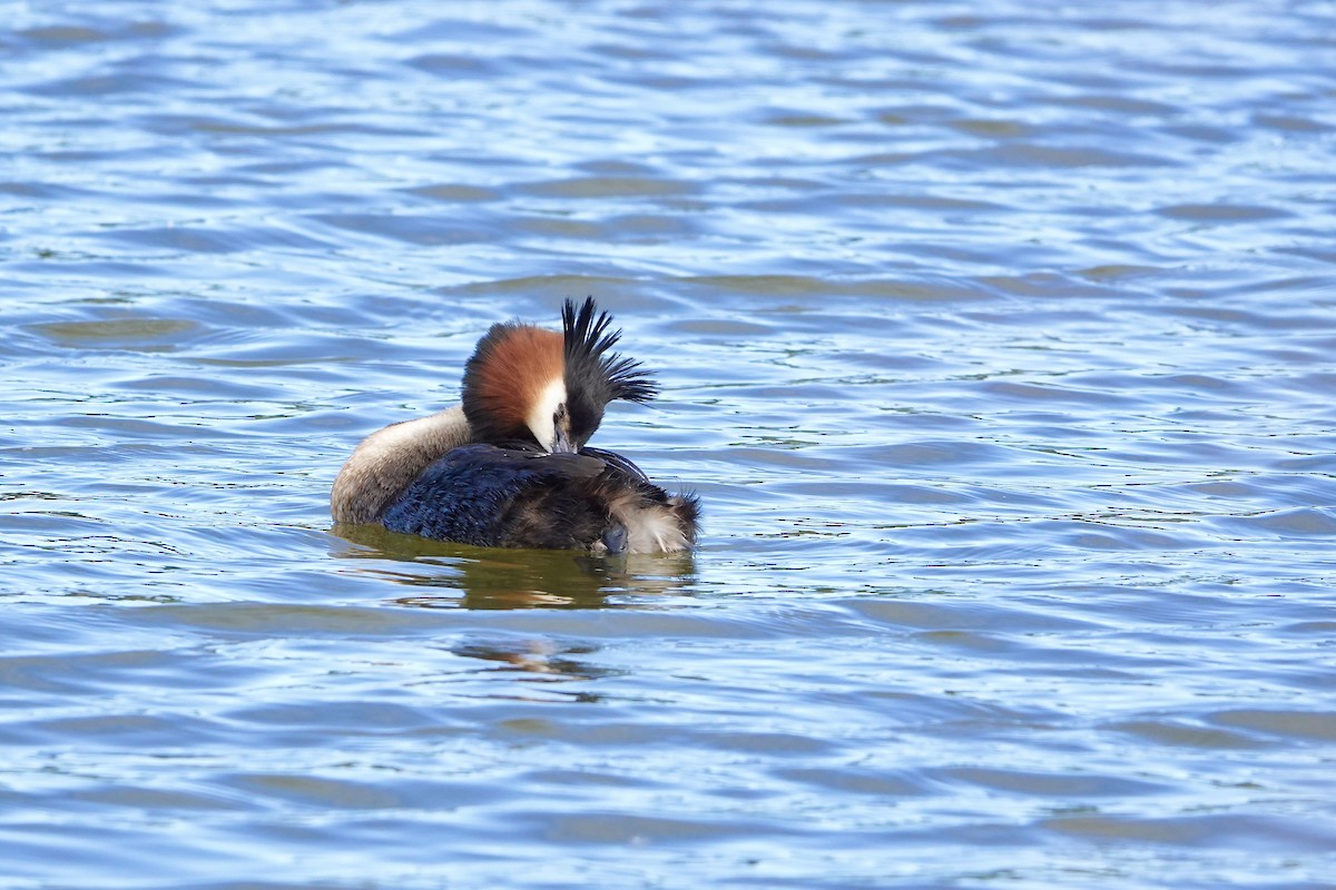 Great Crested Grebe - ML646074979