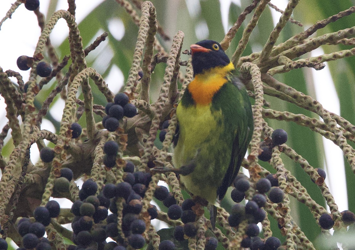 Cotinga jucunda - ML646074980