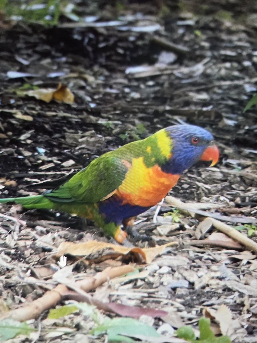 Rainbow Lorikeet - ML646074981