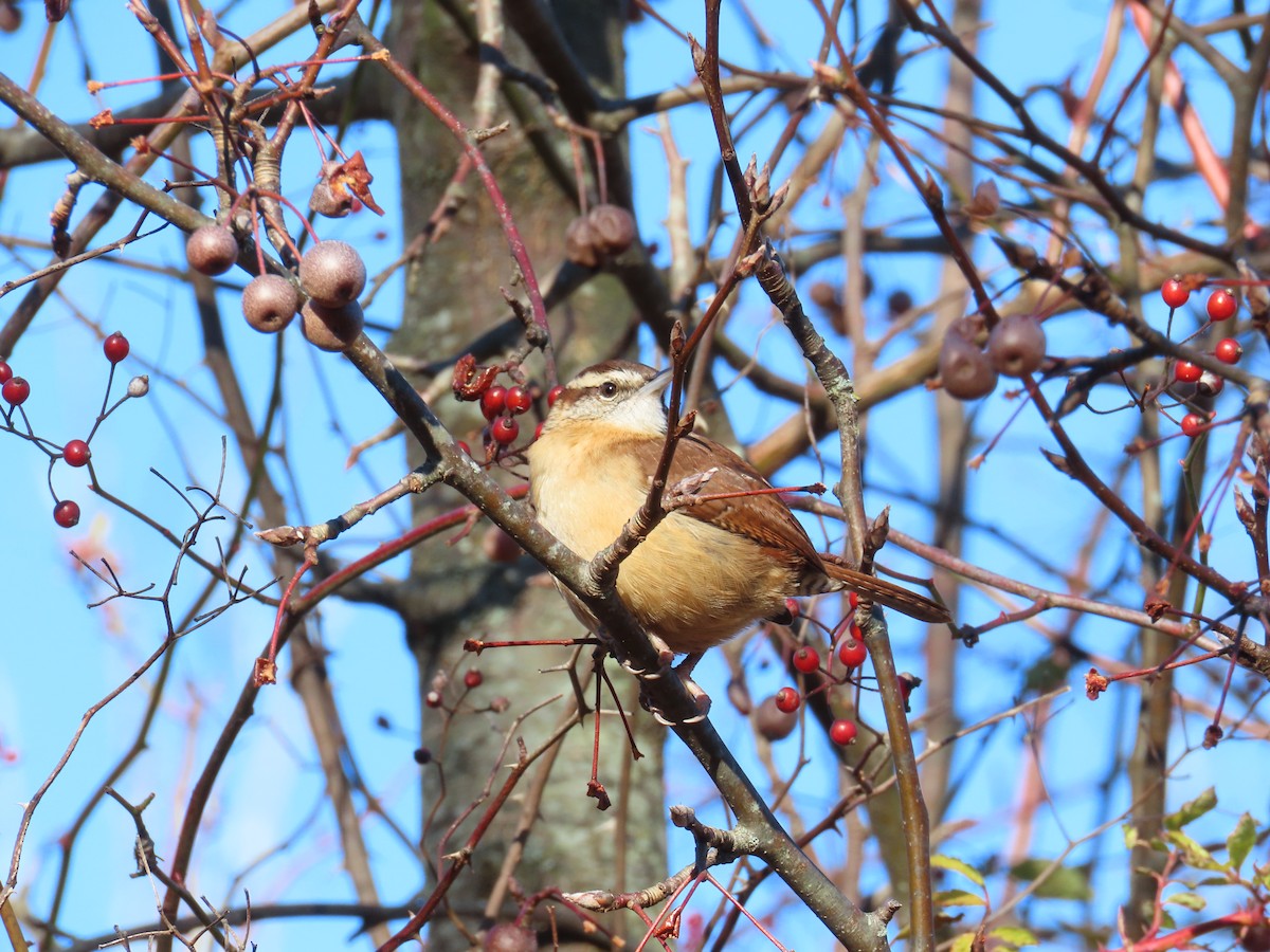 Carolina Wren - ML646074983