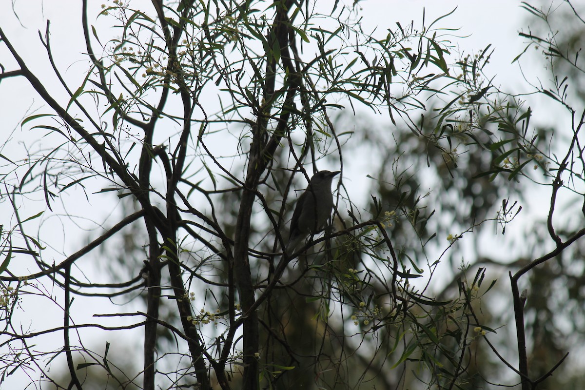 Weißzügel-Dickkopf - ML646074986