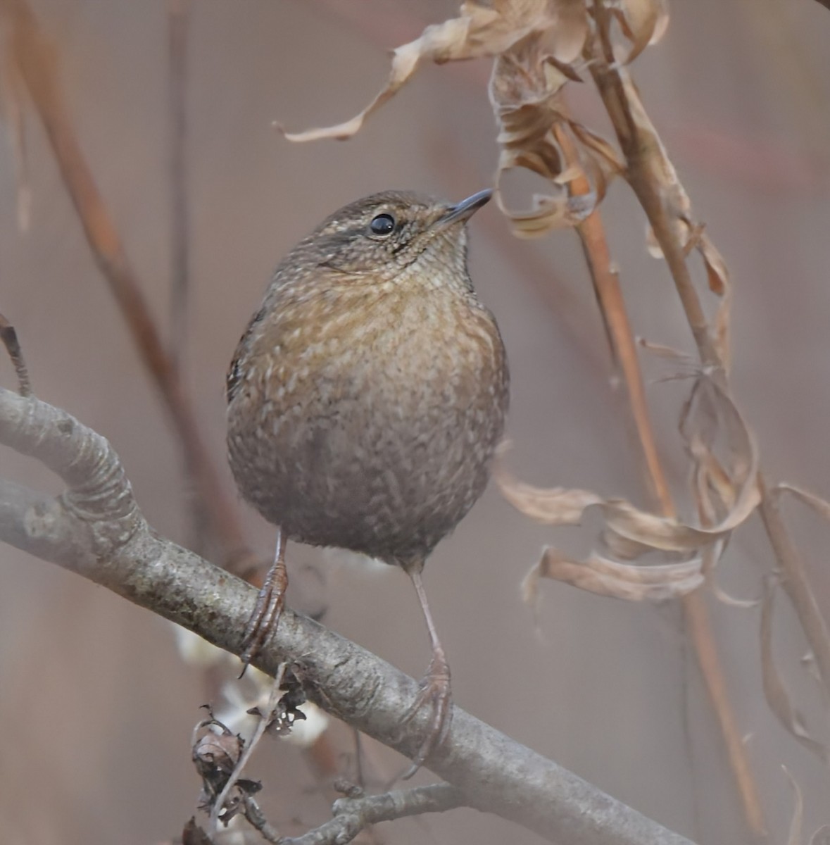 Winter Wren - ML646074987