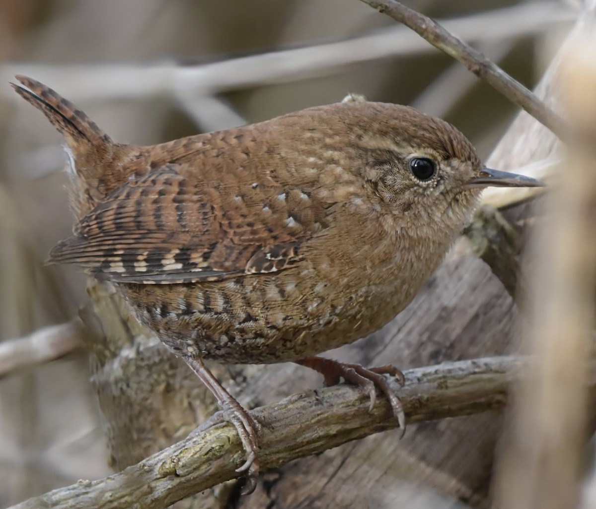 Winter Wren - ML646074988