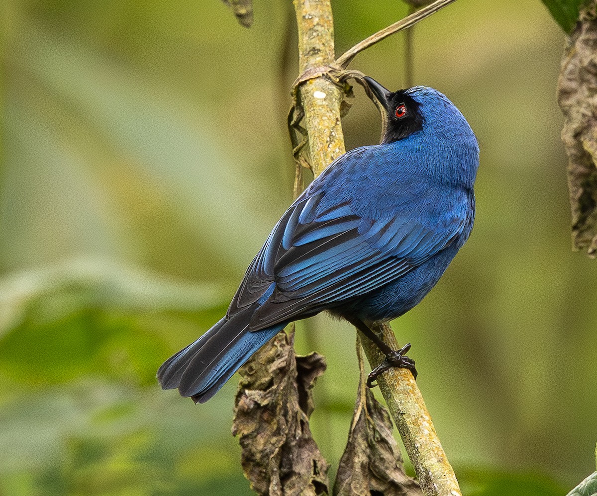 Masked Flowerpiercer - ML646074990