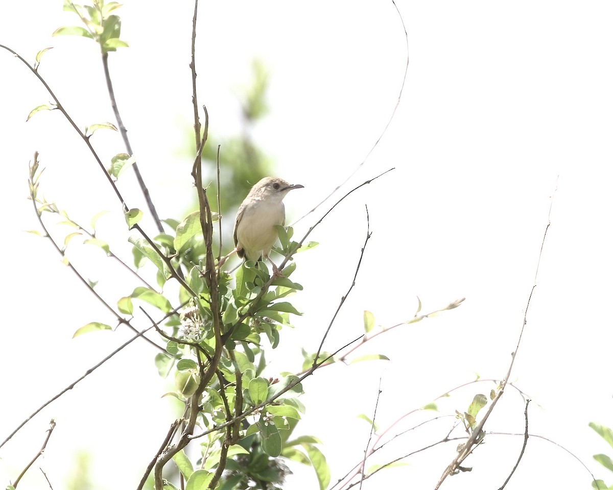 cisticola sp. - ML646074994