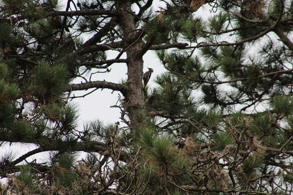 Great Spotted Woodpecker - ML646074995