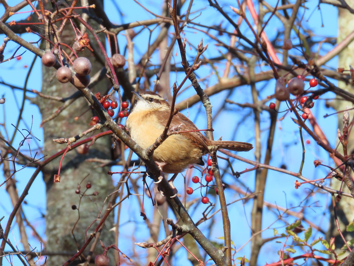 Carolina Wren - ML646074996