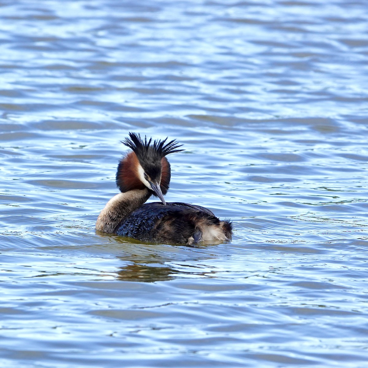Great Crested Grebe - ML646074997