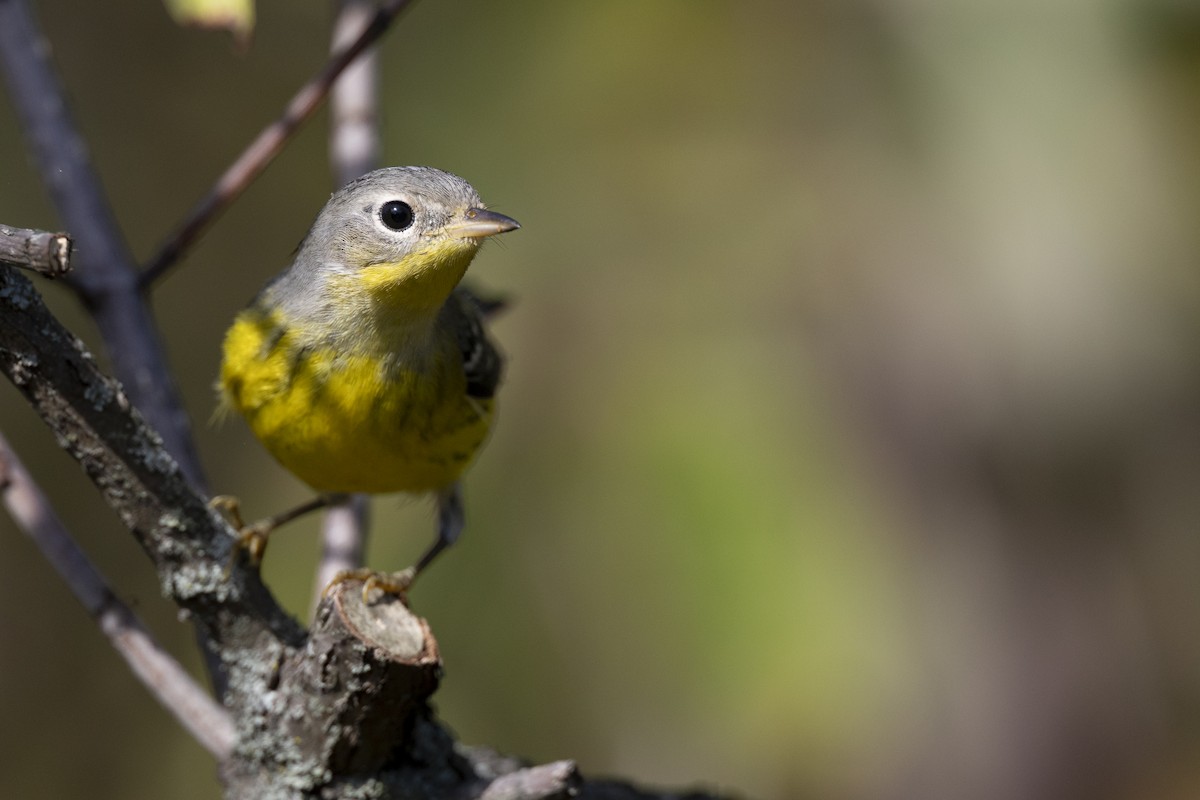 Magnolia Warbler - ML646074998