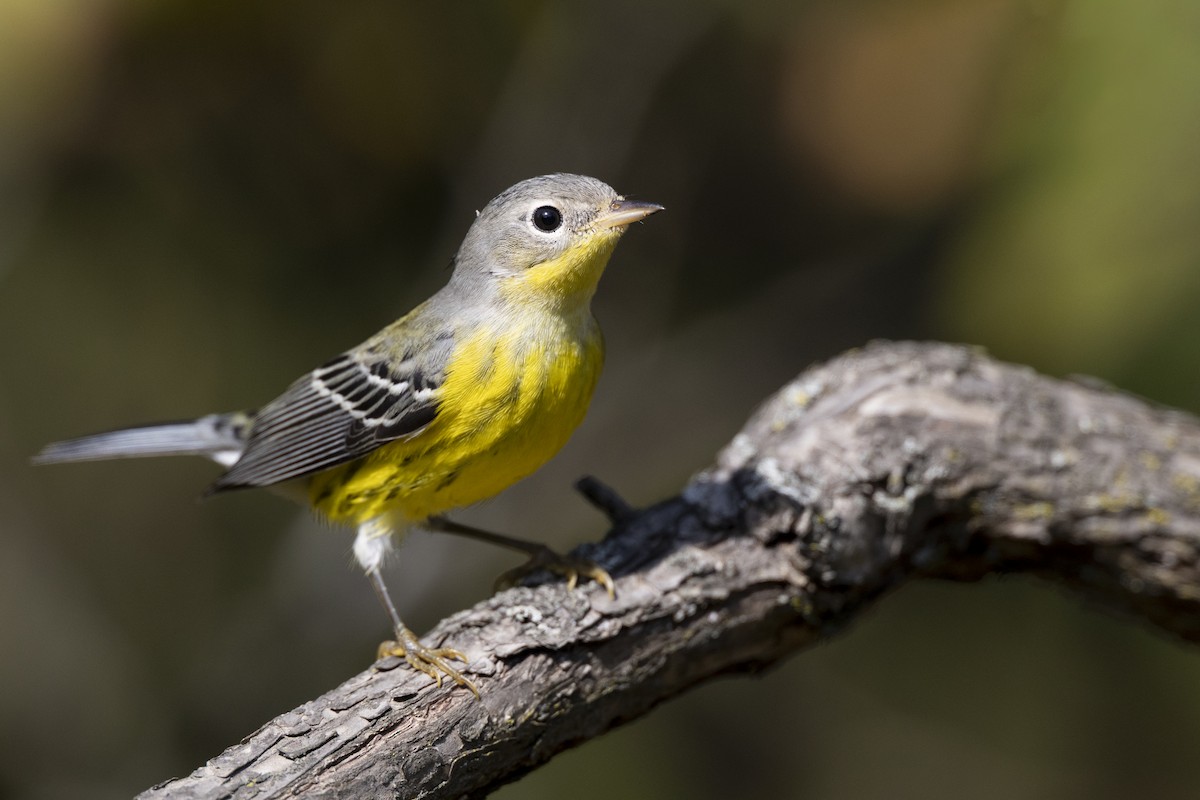 Magnolia Warbler - ML646074999