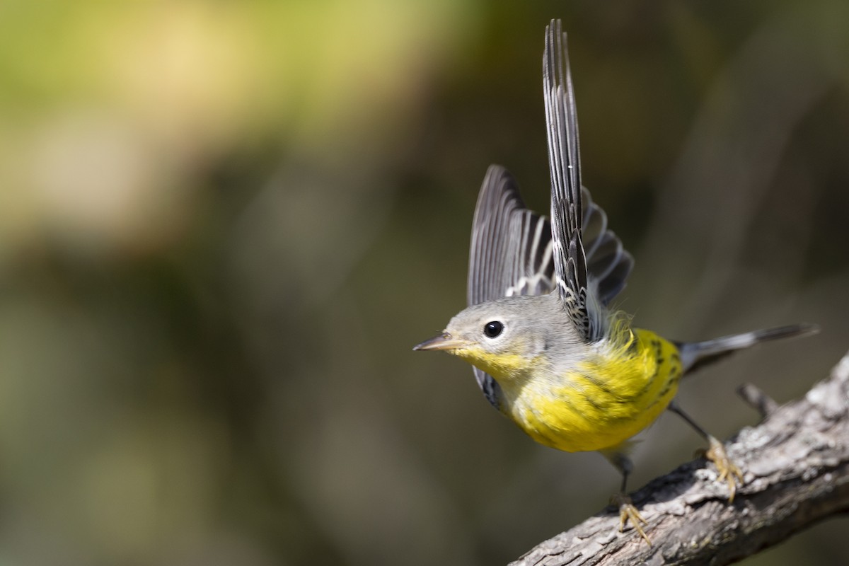 Magnolia Warbler - ML646075000