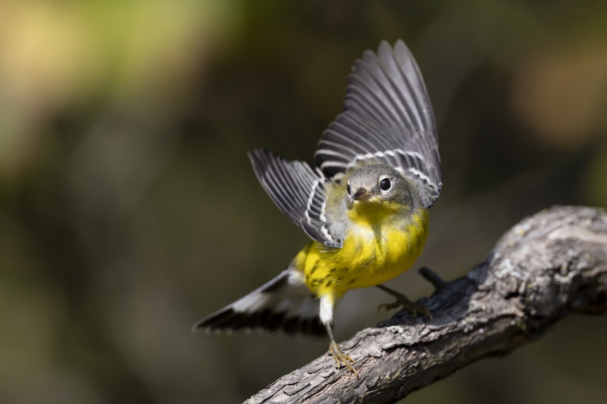 Magnolia Warbler - ML646075002