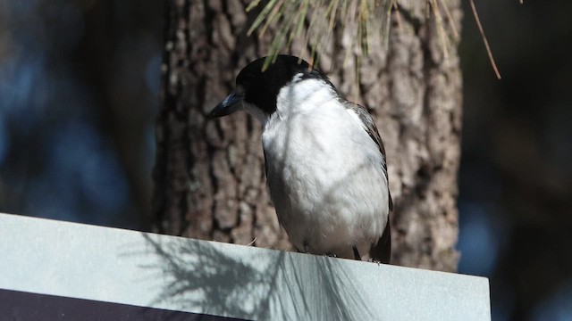 Gray Butcherbird - ML646075003