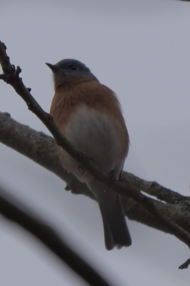 Eastern Bluebird - ML646075004