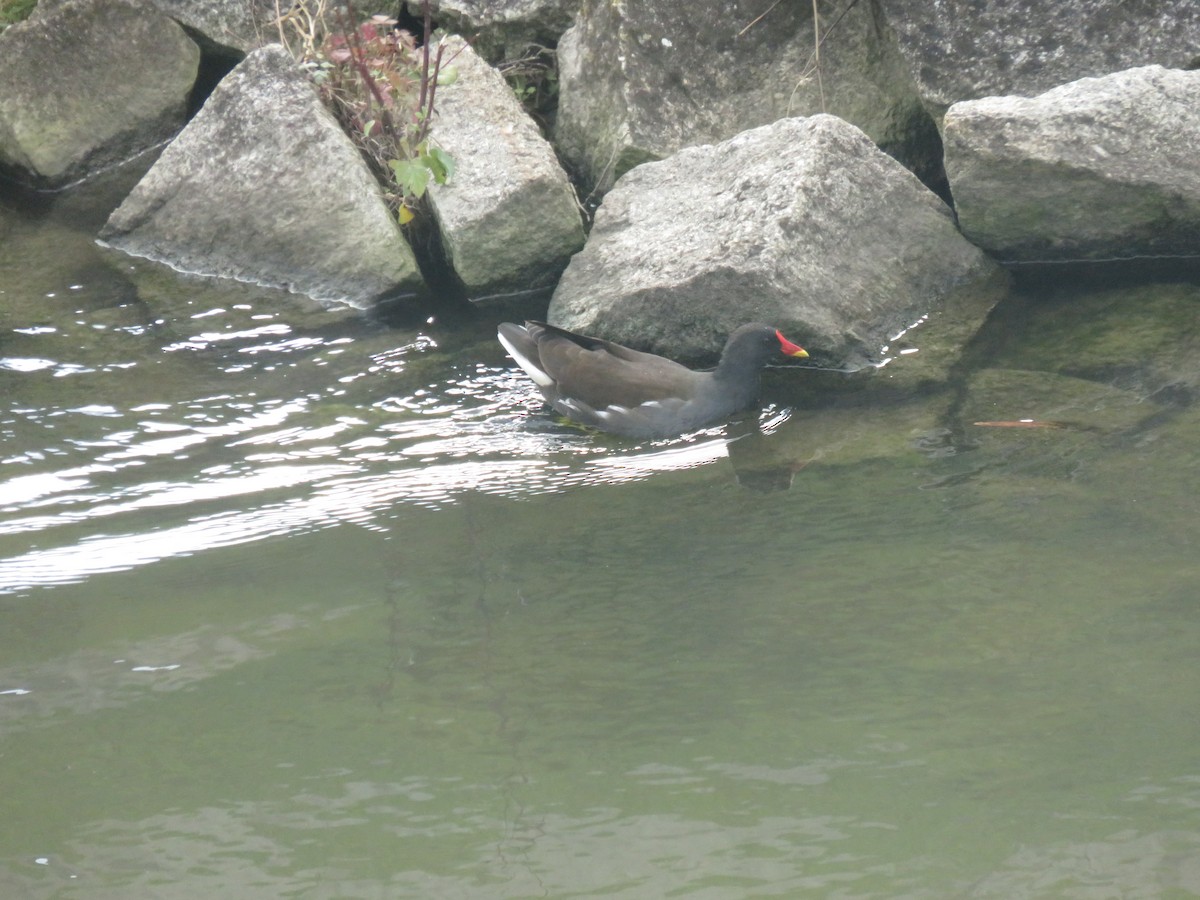 Eurasian Moorhen - ML646075005