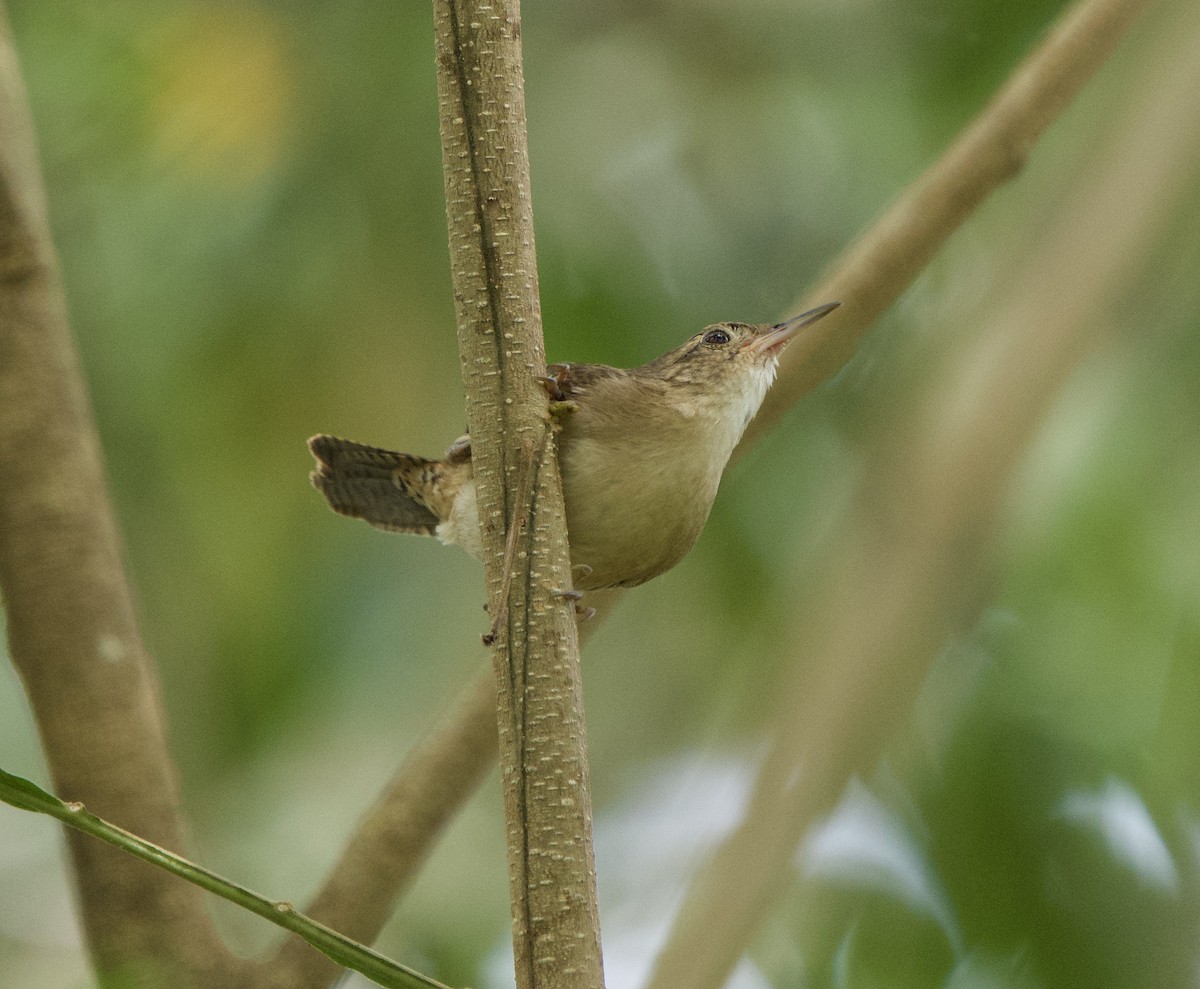Southern House Wren - ML646075011