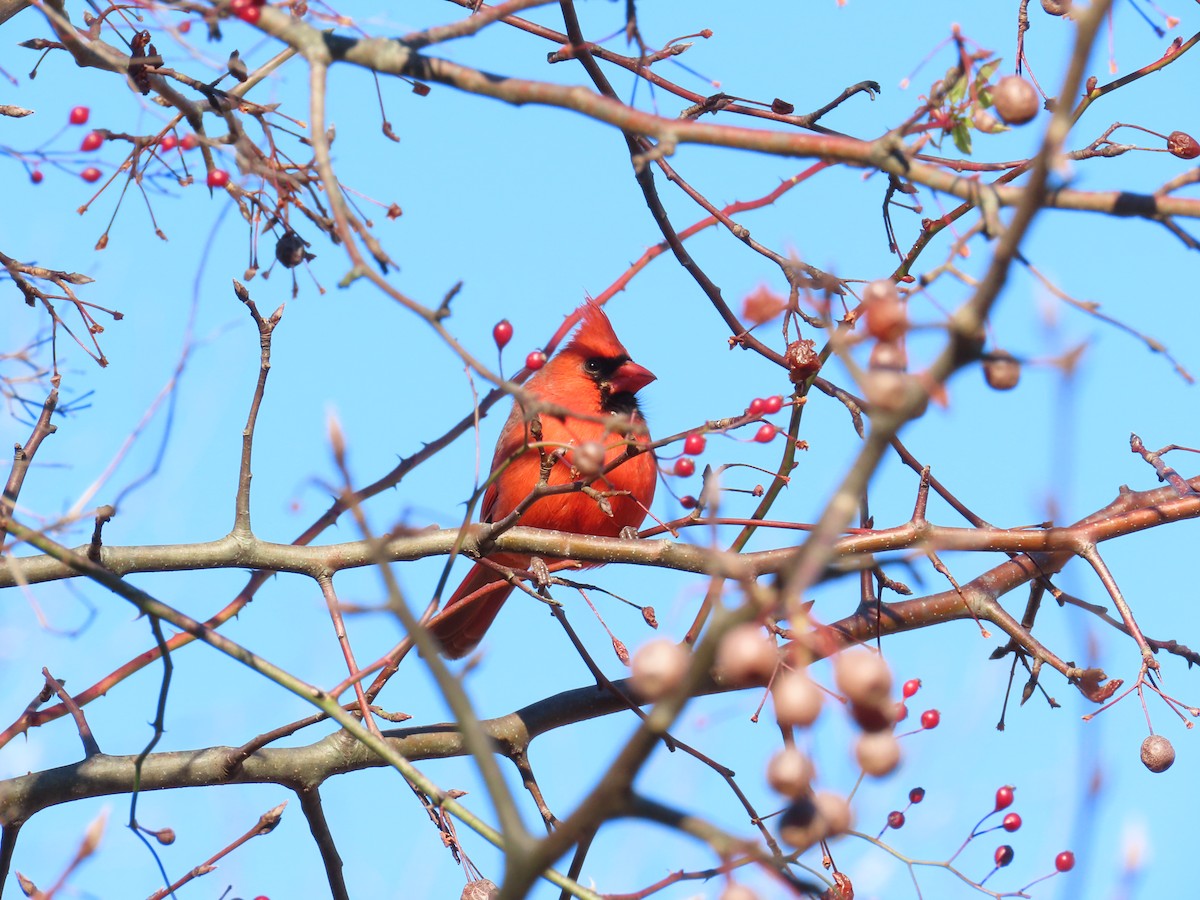 Northern Cardinal - ML646075017