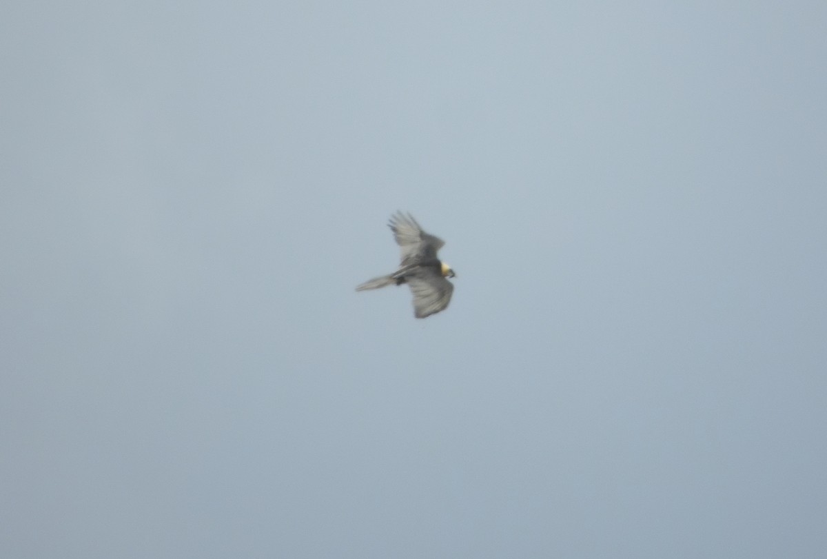 orlosup bradatý - ML646075022