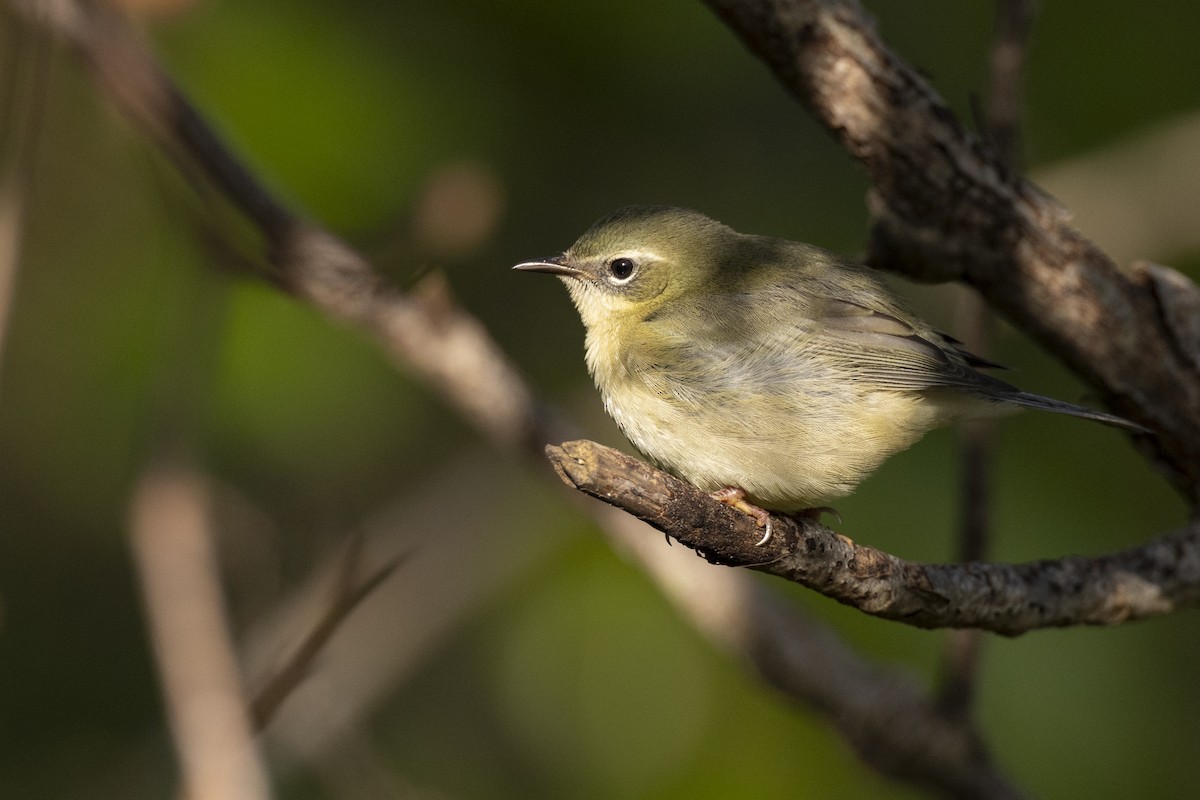 Black-throated Blue Warbler - ML646075023
