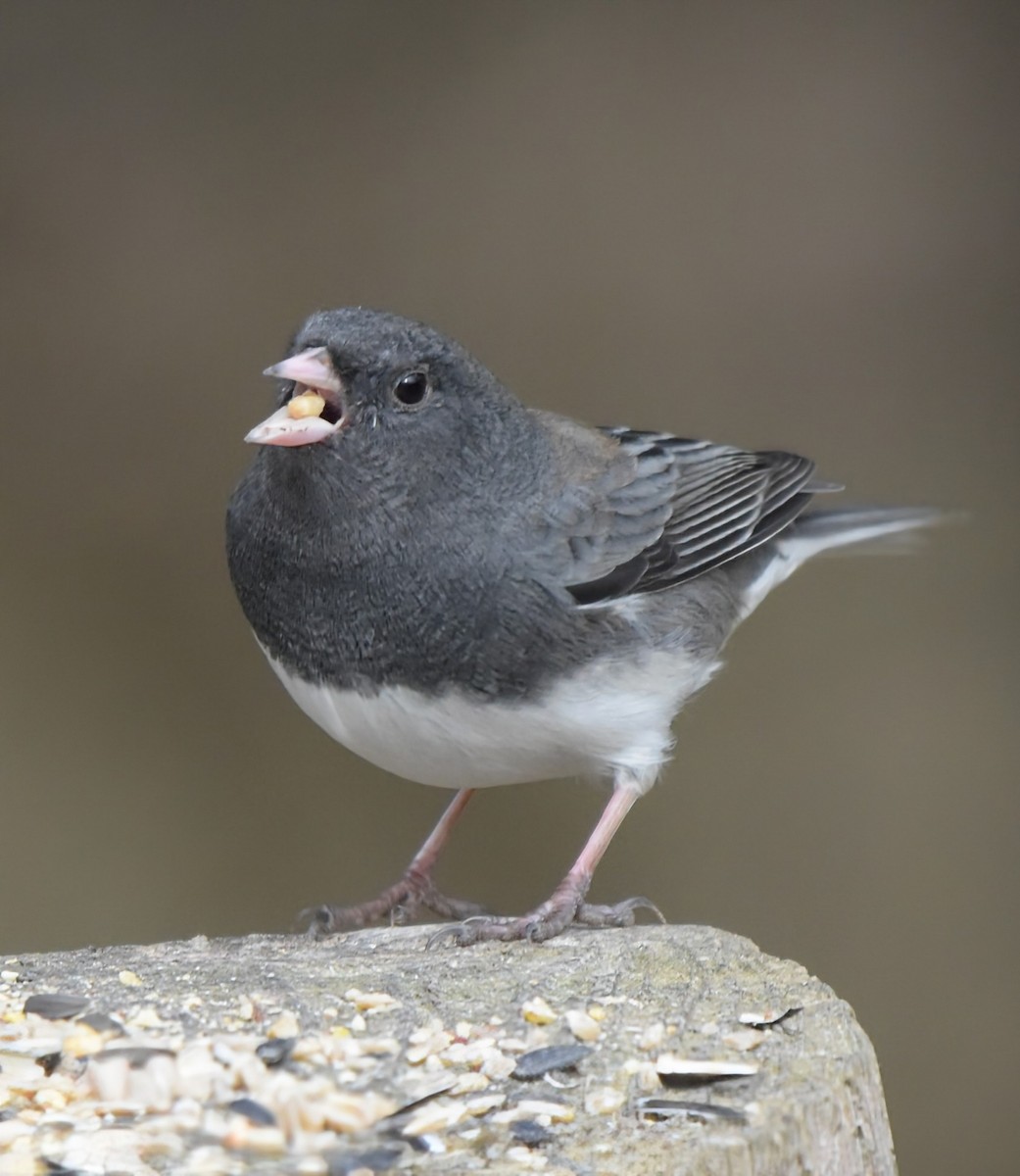Dark-eyed Junco - ML646075024