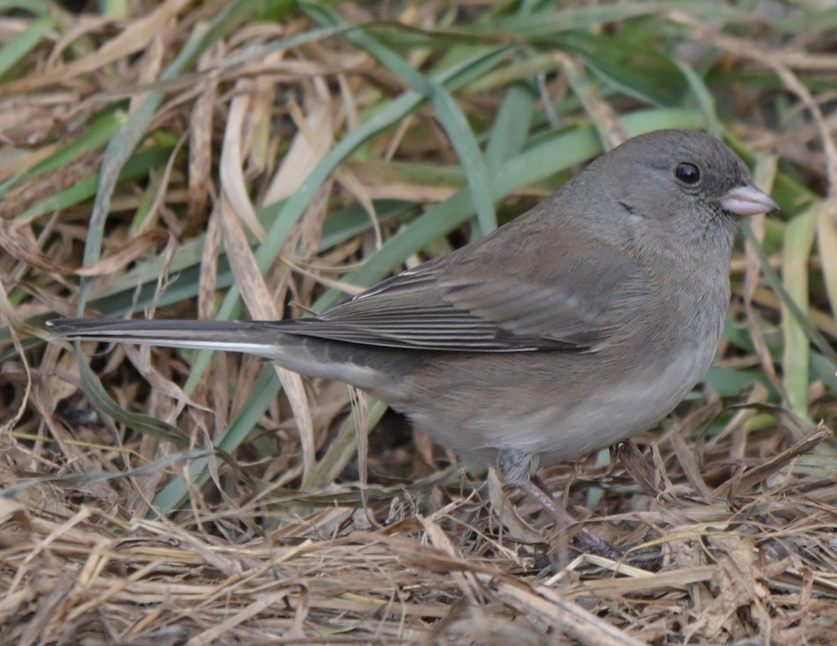 Dark-eyed Junco - ML646075025