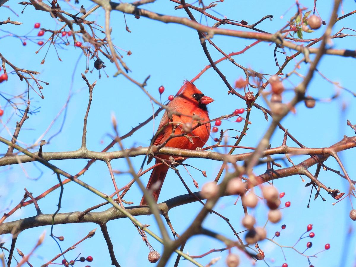 Northern Cardinal - ML646075028