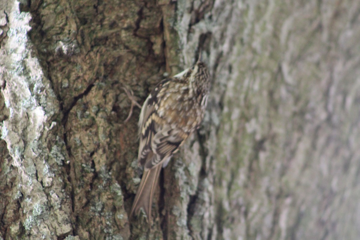 Eurasian Treecreeper - ML646075043