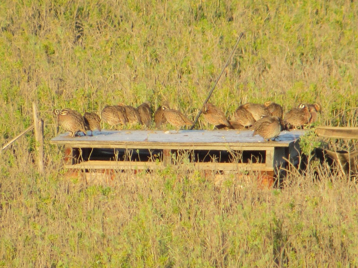 Northern Bobwhite - ML646075051