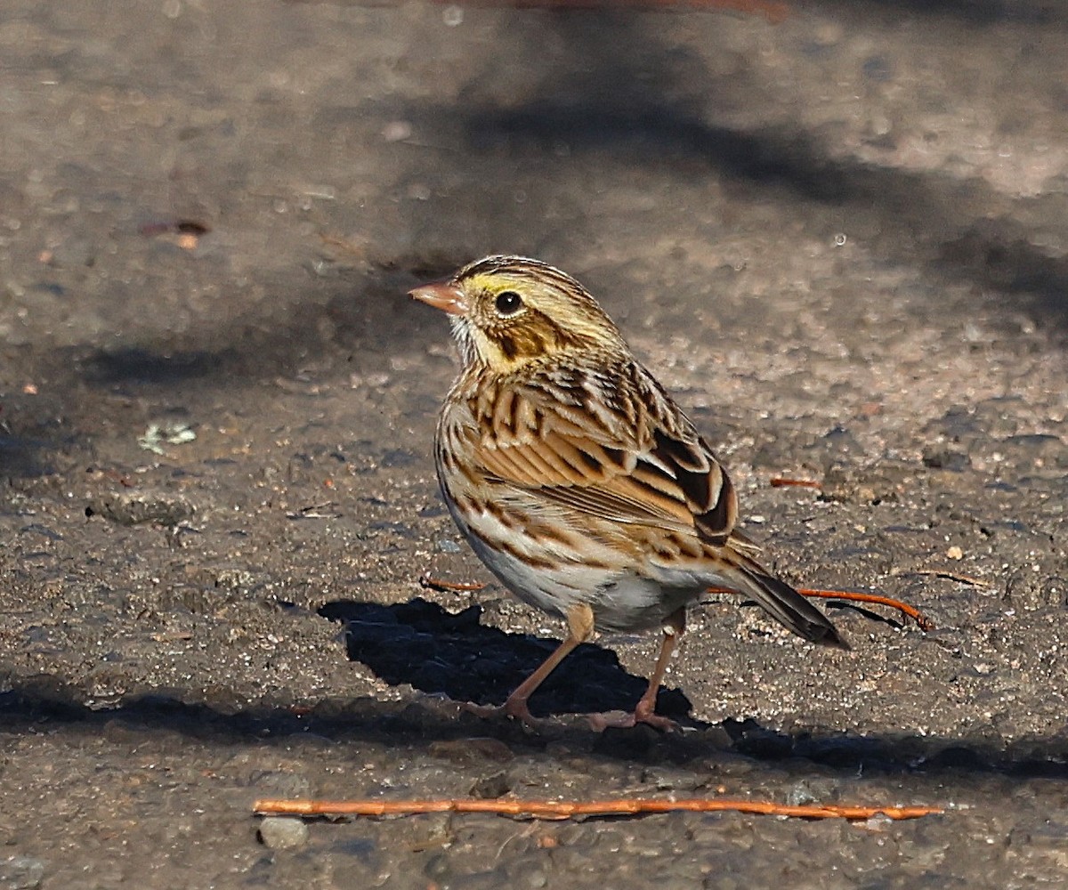 Savannah Sparrow - ML646075066