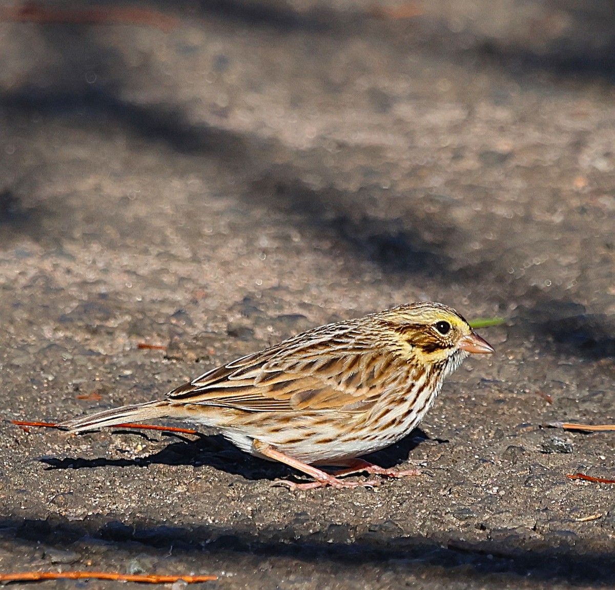 Savannah Sparrow - ML646075067