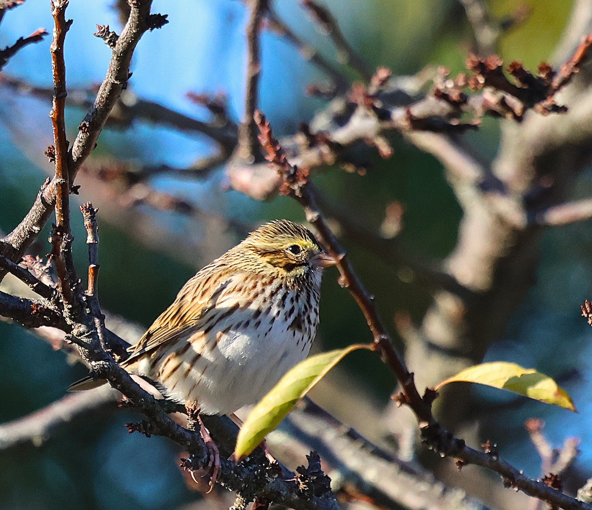 Savannah Sparrow - ML646075068