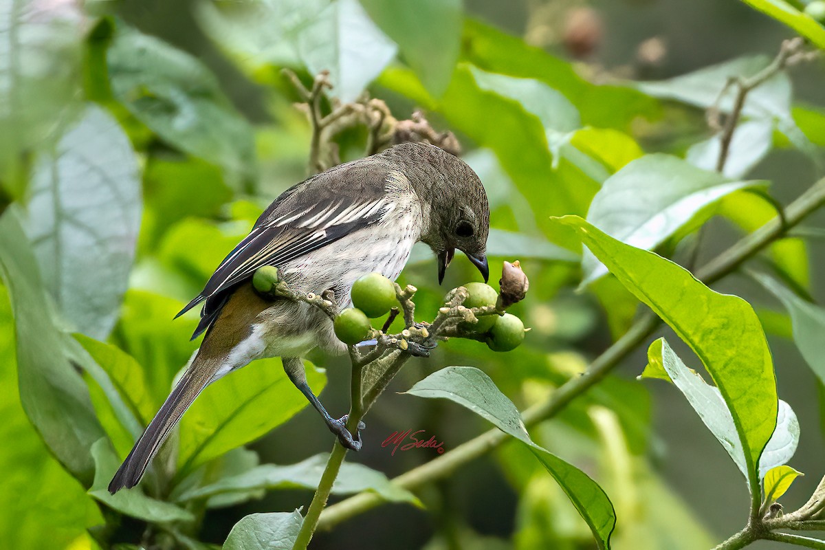 Hispaniolan Spindalis - ML646075070